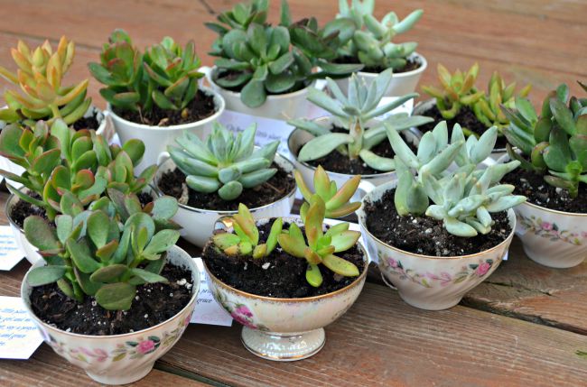 Baby Shower Favors: Teacup Succulents