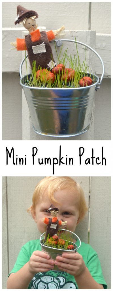 Mini Pumpkin Patch