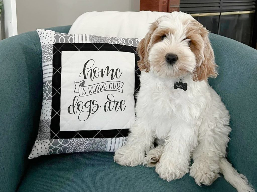 Image contains a brown and white puppy in a teal chair next to a grey, black, and white quilted pillow that says, "home is where our dogs are."