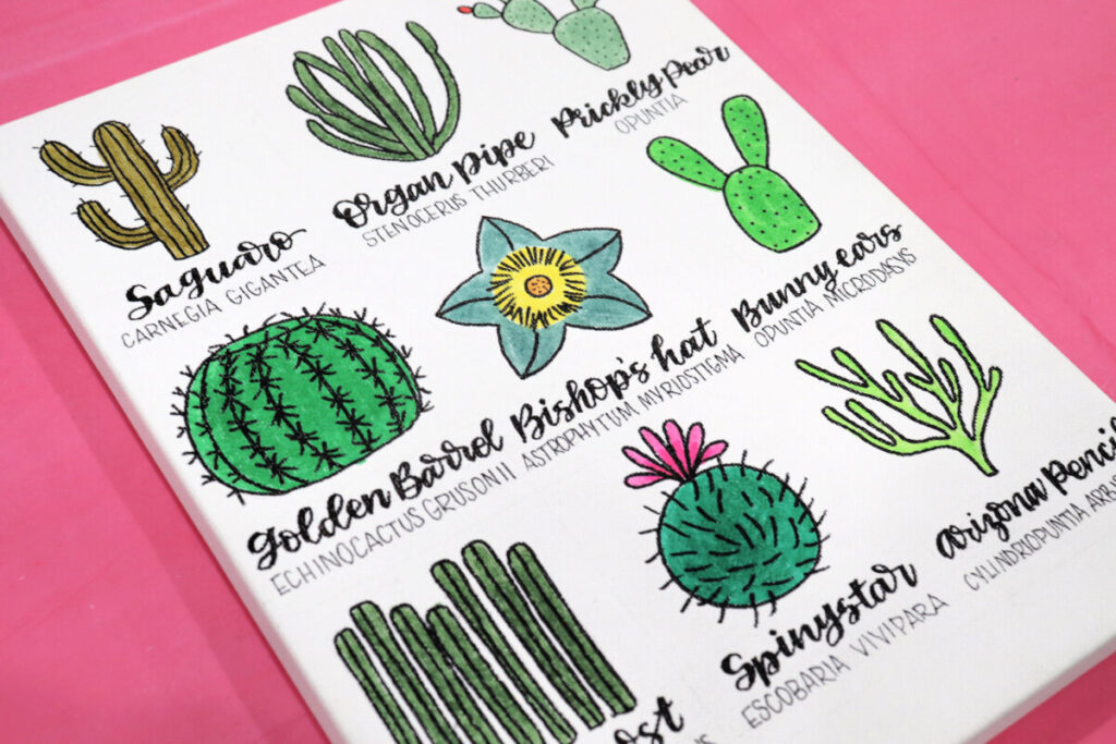 Image contains a white canvas decorated with nine hand-drawn cactus doodles. Each cactus is labeled below its drawing with its common and scientific names.
