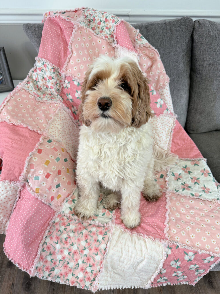 Image contains a white and brown labradoodle sitting on a pink rag quilt that is draped over a grey sofa.
